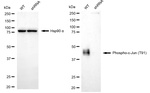 Phospho-c-Jun (Thr91) Antibody in Western Blot (WB)