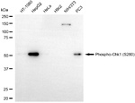 Phospho-Chk1 (Ser280) Antibody in Western Blot (WB)
