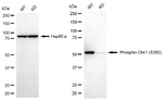 Phospho-Chk1 (Ser280) Antibody in Western Blot (WB)