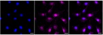 Phospho-AKT1 (Ser124) Antibody in Immunocytochemistry (ICC/IF)