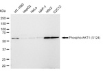 Phospho-AKT1 (Ser124) Antibody in Western Blot (WB)