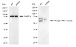 Phospho-AKT1 (Ser124) Antibody in Western Blot (WB)