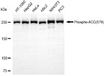 Phospho-Acetyl-CoA Carboxylase (Ser79) Antibody in Western Blot (WB)