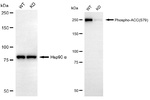 Phospho-Acetyl-CoA Carboxylase (Ser79) Antibody in Western Blot (WB)