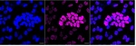 Phospho-p53 (Ser33) Antibody in Immunocytochemistry (ICC/IF)