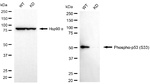 Phospho-p53 (Ser33) Antibody in Western Blot (WB)