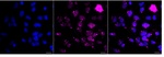 Phospho-HSF1 (Ser326) Recombinant Rabbit Monoclonal Antibody (25GB555)