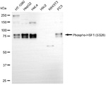 Phospho-HSF1 (Ser326) Antibody in Western Blot (WB)