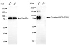 Phospho-HSF1 (Ser326) Antibody in Western Blot (WB)