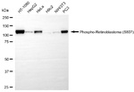 Phospho-Rb (Ser807) Antibody in Western Blot (WB)