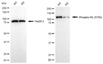 Phospho-Rb (Ser780) Antibody in Western Blot (WB)