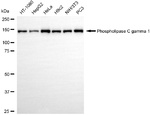 PLCG1 Antibody in Western Blot (WB)