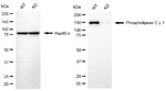 PLCG1 Antibody in Western Blot (WB)