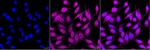 PLCG1 Recombinant Rabbit Monoclonal Antibody (25GB3535)