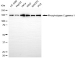 PLCG1 Antibody in Western Blot (WB)