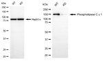 PLCG1 Antibody in Western Blot (WB)