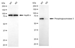PGM3 Antibody in Western Blot (WB)