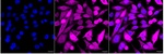PGK1 Antibody in Immunocytochemistry (ICC/IF)