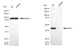 PGK1 Antibody in Western Blot (WB)