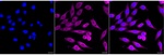 PGD Recombinant Rabbit Monoclonal Antibody (25GB3170)