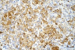 PGD Antibody in Immunohistochemistry (Paraffin) (IHC (P))