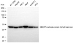 PGD Antibody in Western Blot (WB)