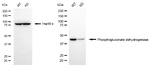 PGD Antibody in Western Blot (WB)