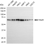YTHDF1 Antibody in Western Blot (WB)