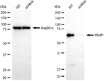 YTHDF1 Antibody in Western Blot (WB)