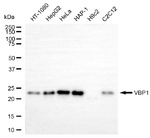 VBP1 Antibody in Western Blot (WB)