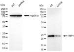 VBP1 Antibody in Western Blot (WB)