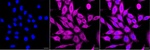 VAV2 Recombinant Rabbit Monoclonal Antibody (25GB3270)