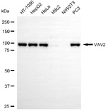 VAV2 Antibody in Western Blot (WB)