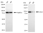 VAV2 Antibody in Western Blot (WB)