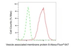 VAMP8 Antibody in Flow Cytometry (Flow)