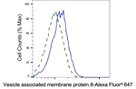 VAMP8 Antibody in Flow Cytometry (Flow)