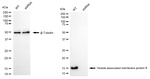 VAMP8 Antibody in Western Blot (WB)