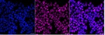 USP48 Antibody in Immunocytochemistry (ICC/IF)