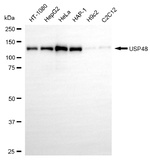USP48 Antibody in Western Blot (WB)