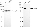 USP48 Antibody in Western Blot (WB)