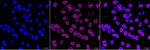 USP11 Recombinant Rabbit Monoclonal Antibody (25GB3310)