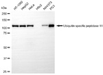USP11 Antibody in Western Blot (WB)