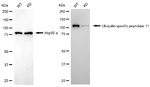 USP11 Antibody in Western Blot (WB)