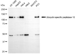 USP10 Antibody in Western Blot (WB)