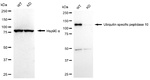 USP10 Antibody in Western Blot (WB)