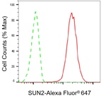 UNC84B Antibody in Flow Cytometry (Flow)
