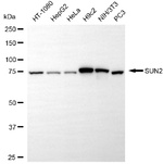 UNC84B Antibody in Western Blot (WB)