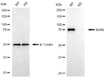 UNC84B Antibody in Western Blot (WB)