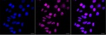 UHRF2 Monoclonal Antibody (24GB14330)