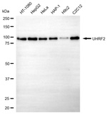 UHRF2 Antibody in Western Blot (WB)